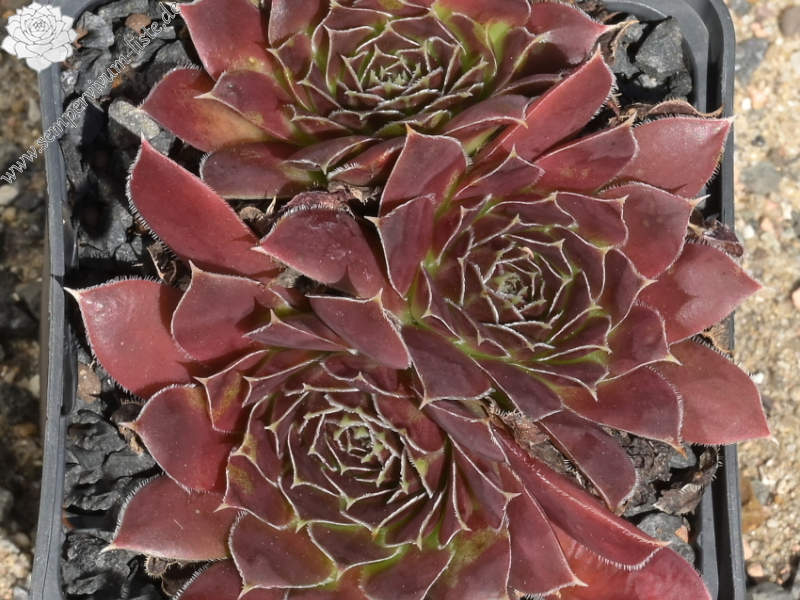 Sempervivum heuffelii ‘Thor’