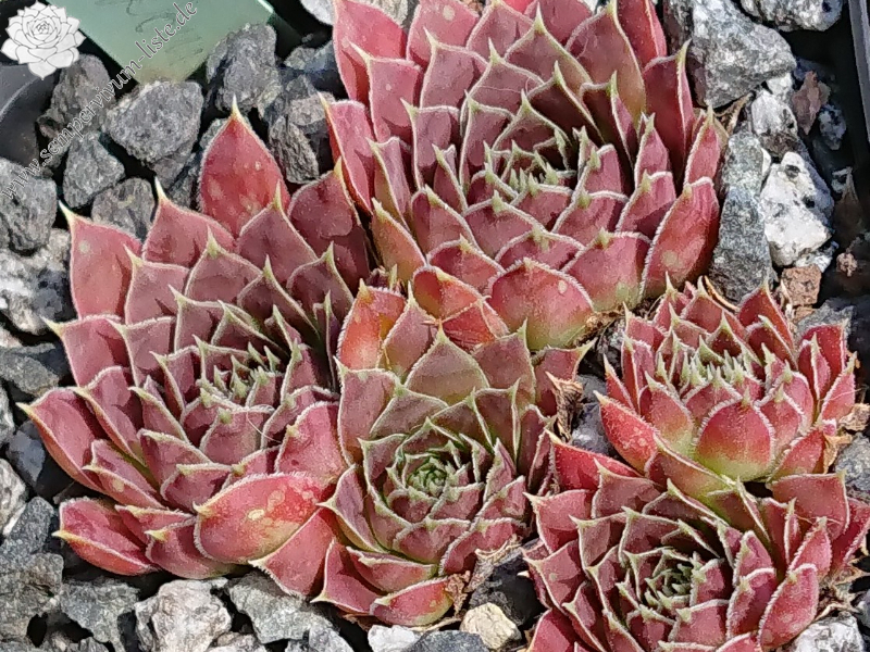 Red Domino