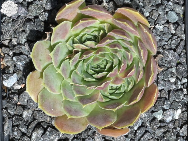 Hyacinth / Jovi