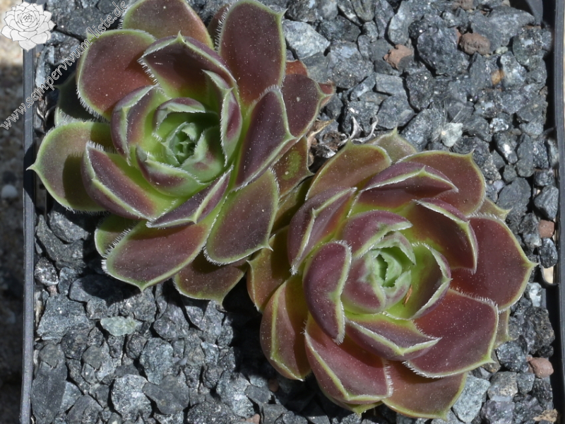 Prully / Jovi