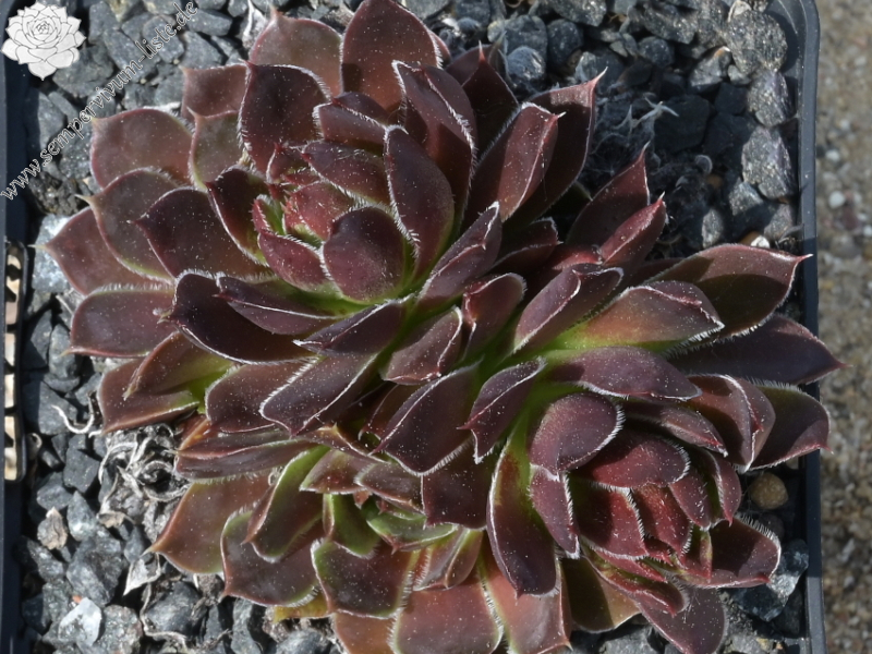 Korspelse Oladie / Jovi