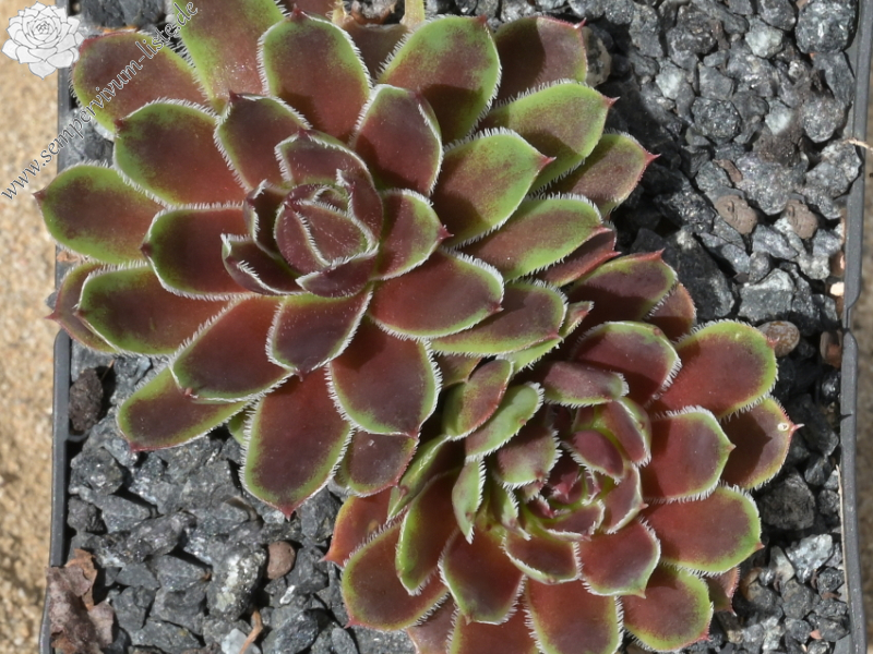 Mausolus / Jovi