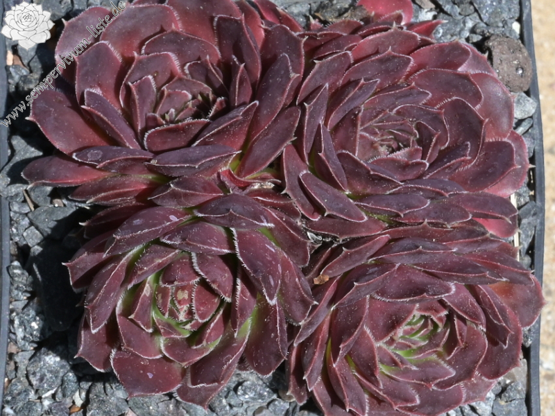 Purple Heide / Jovi