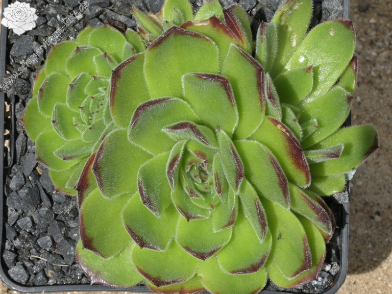 heuffelii from Rilagebirge