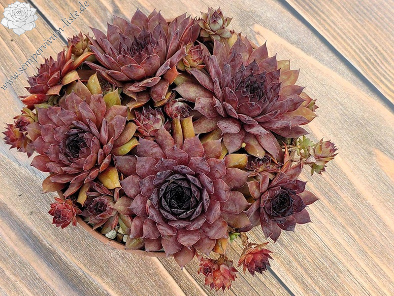 Hummel 